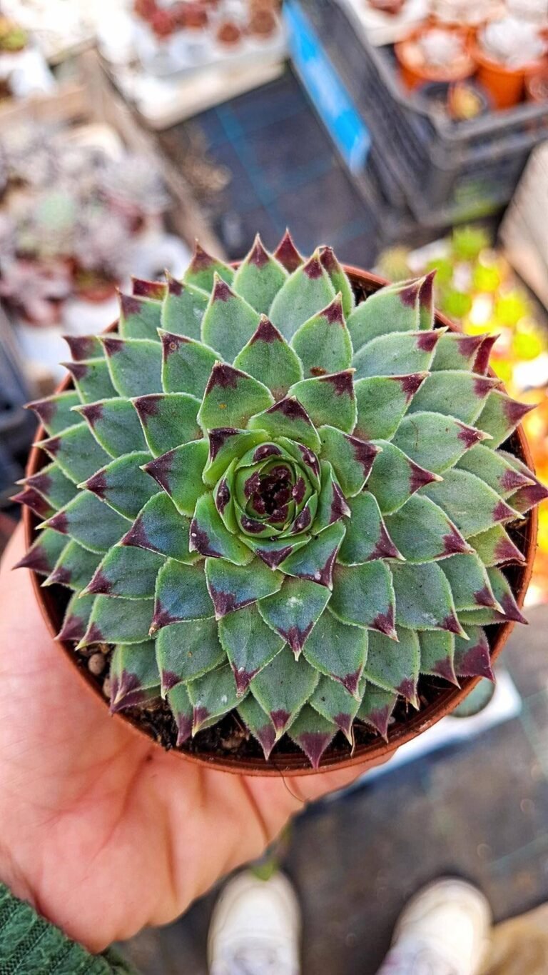 Siracactus-succulente-Sempervivum-tectorum-1.jpg