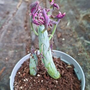 Senecio Articulatus variegata