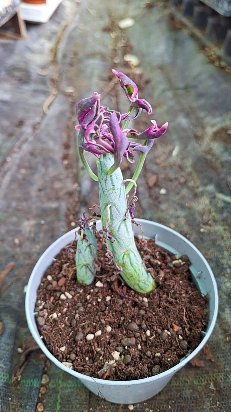 Siracactus-succulente-Senecio-articulatus-Variegata.jpg
