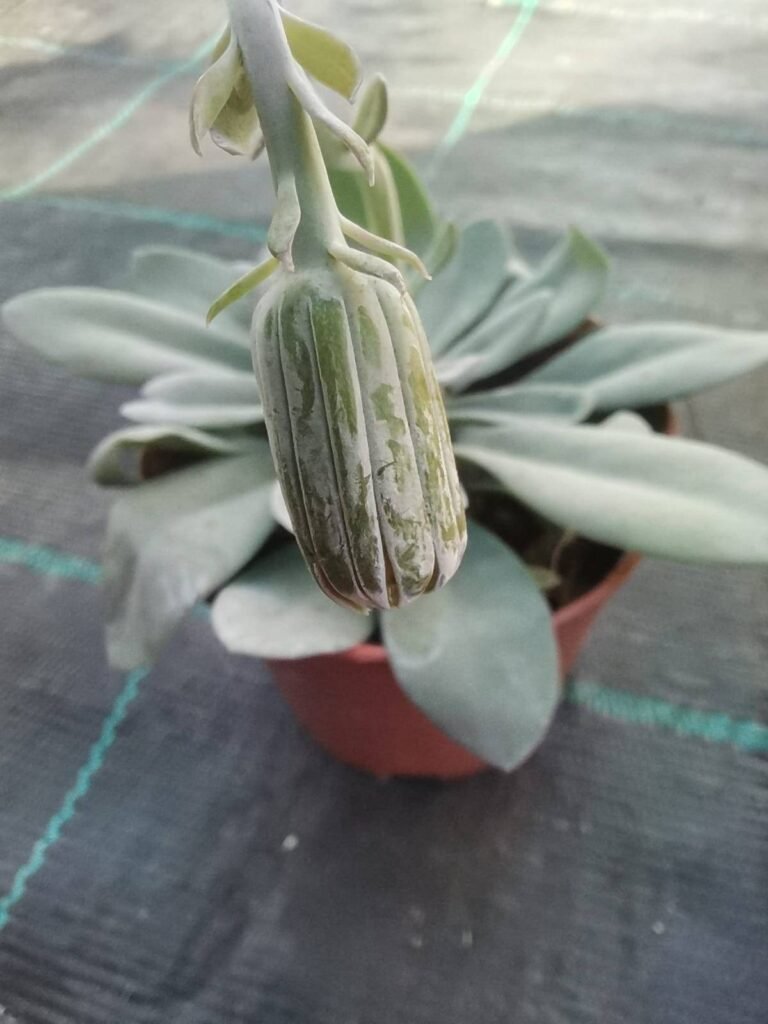 Senecio Galpinii