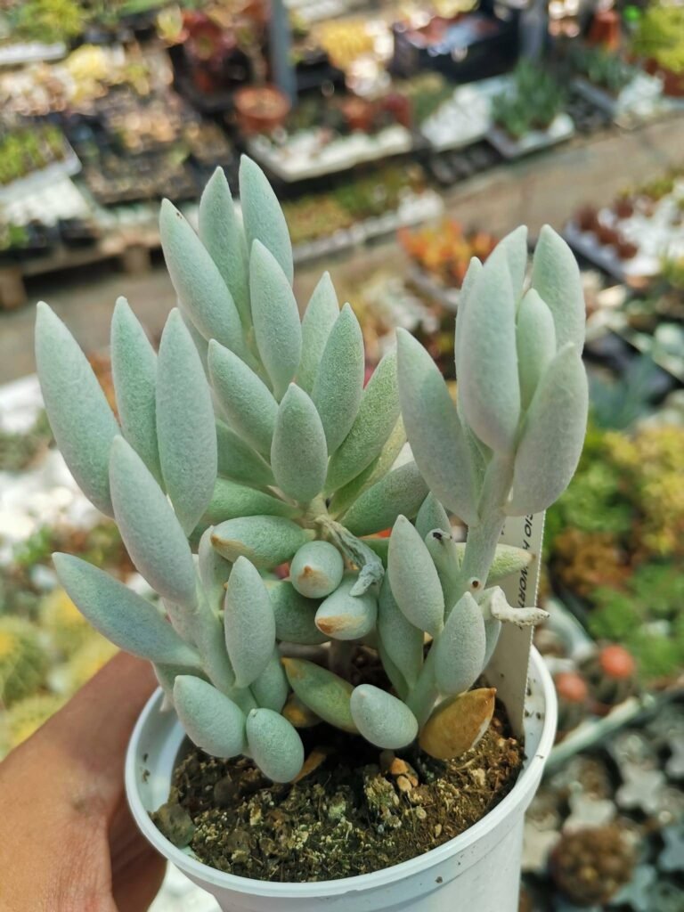 Senecio Haworthii
