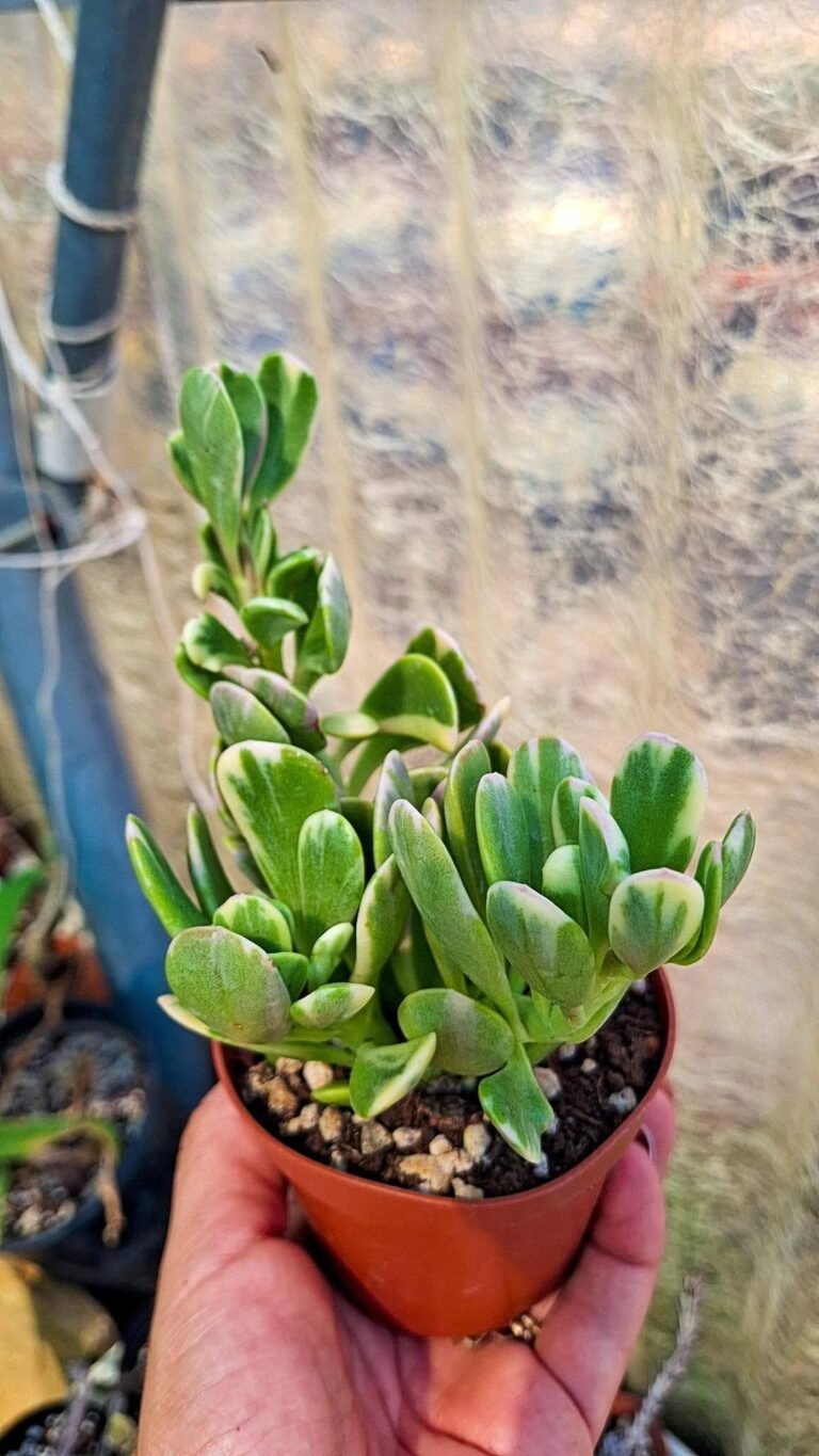 Senecio Jacobsenii variegata