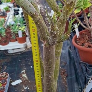 Senecio Kleinia