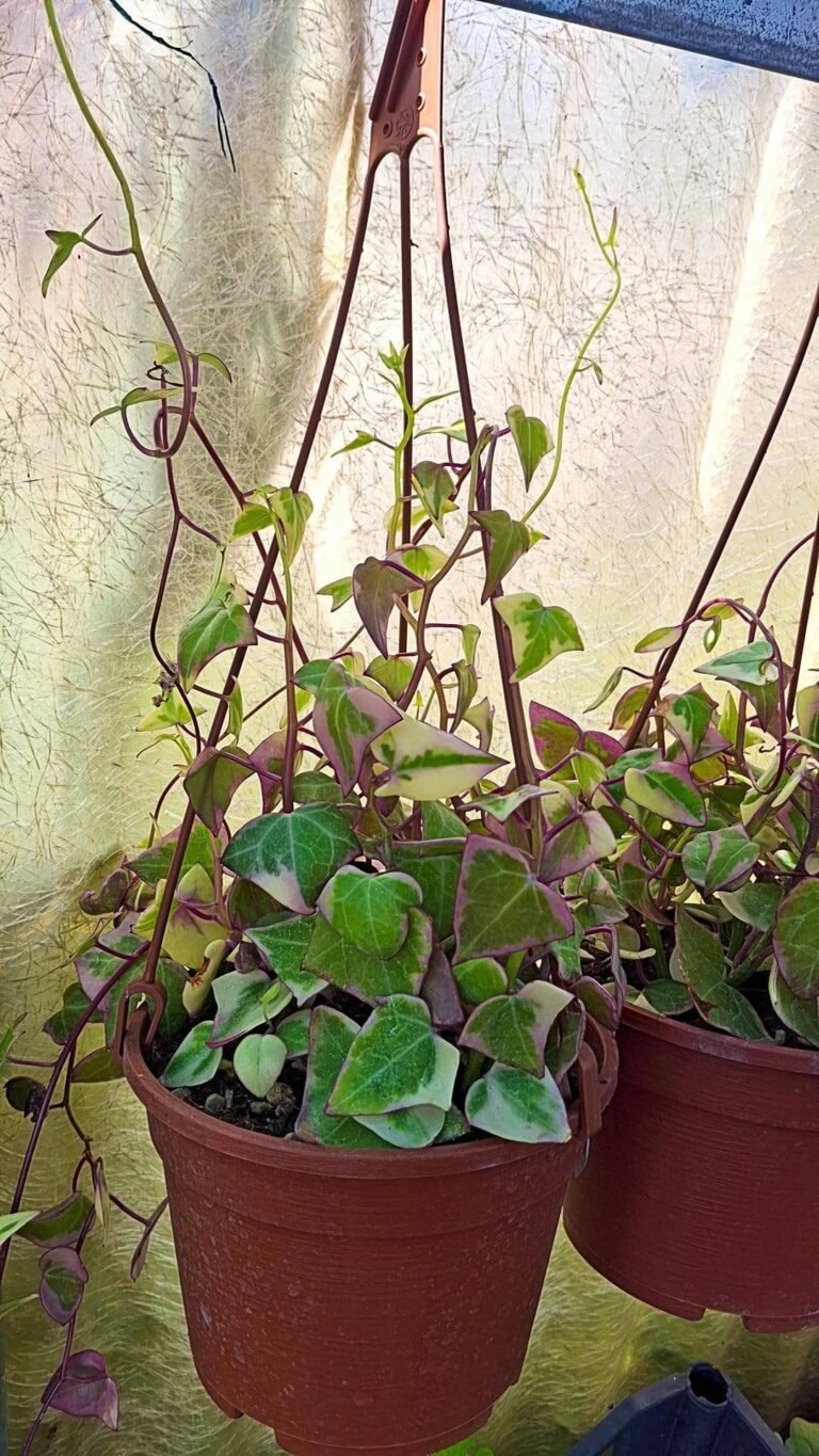 Senecio Macroglossus Variegata
