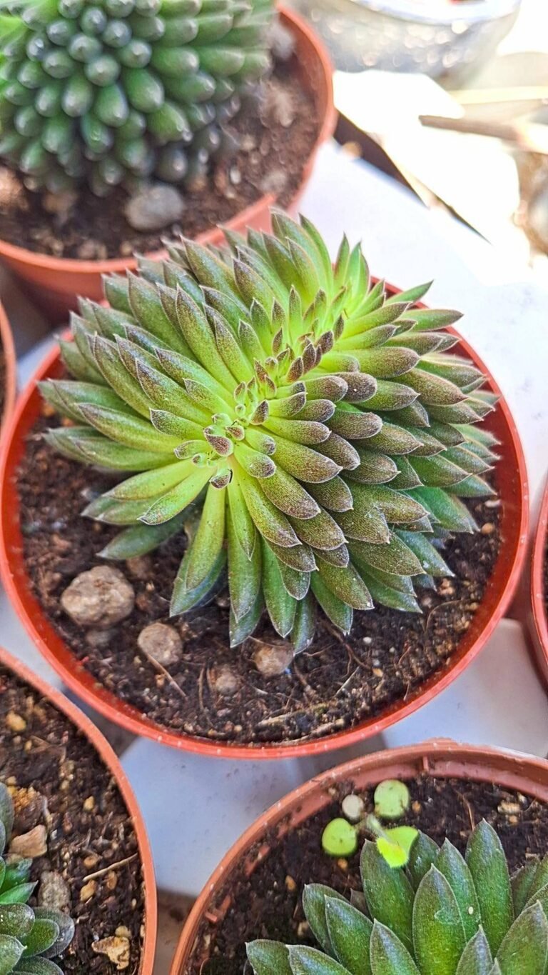 Siracactus-succulente-Sinocrassula-yunnanensis-crestata-1.jpg