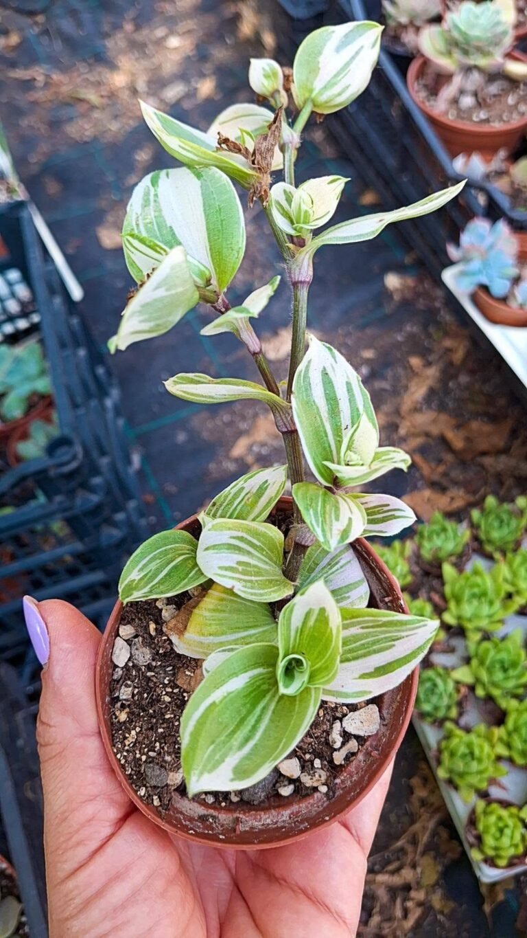 Tradescantia Fluminensis bianca