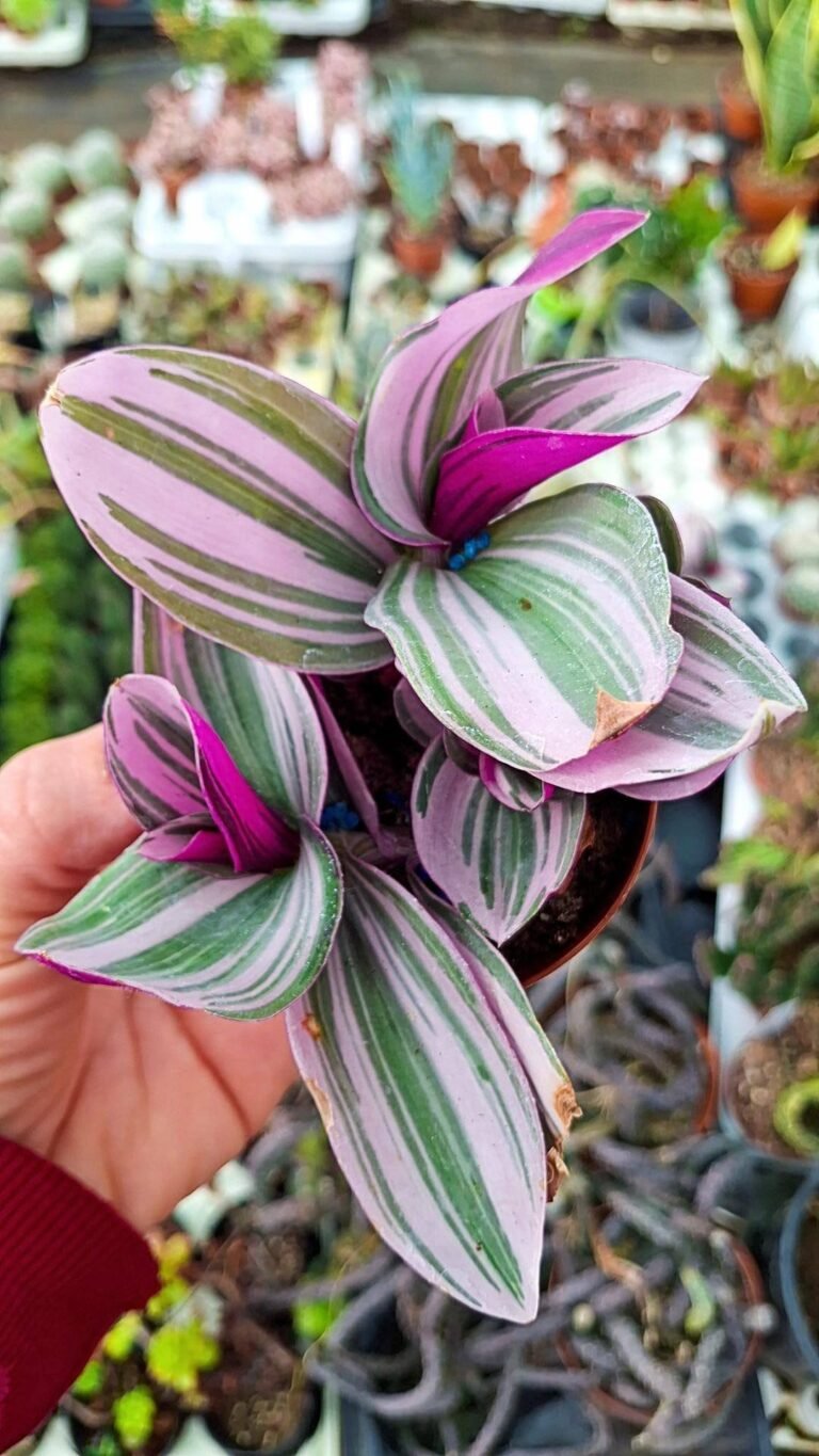 Tradescantia Nanouk Variegata