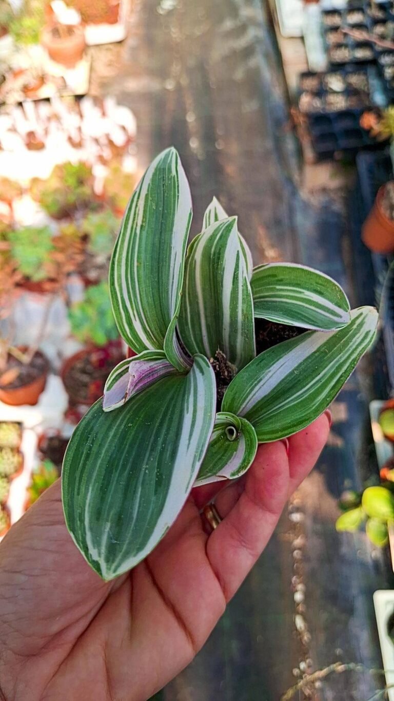 Tradescantia nanouk White form