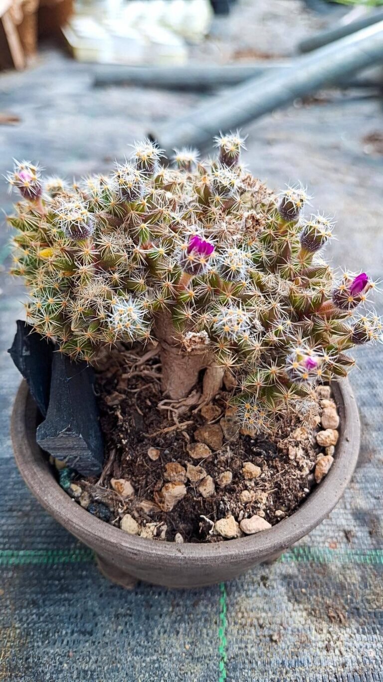 Trichodiadema Densum adulto Bonsai