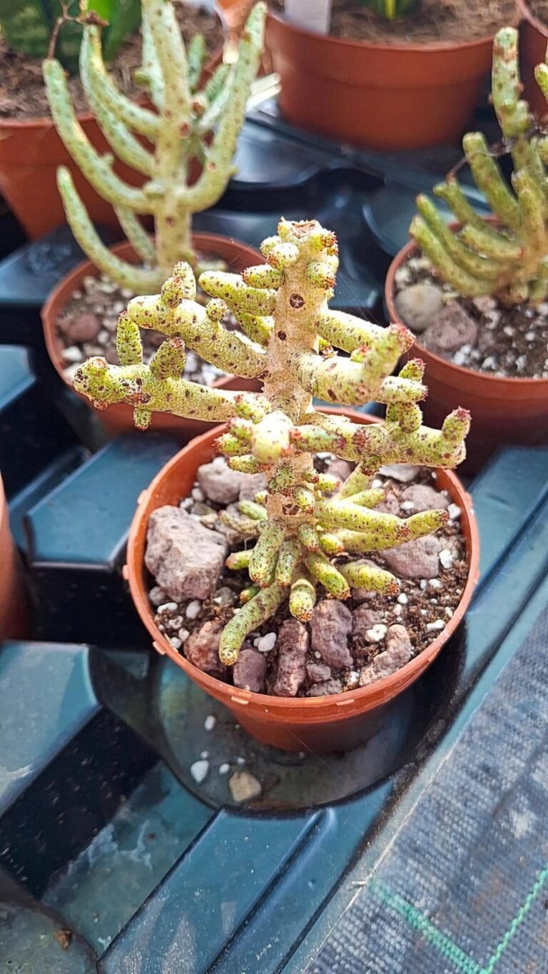 Tylecodon Bucholzianus