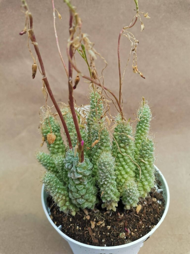 Anacampseros Baeseckei