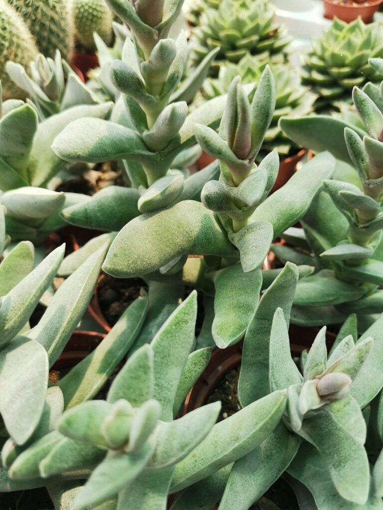 Crassula Falcata minor