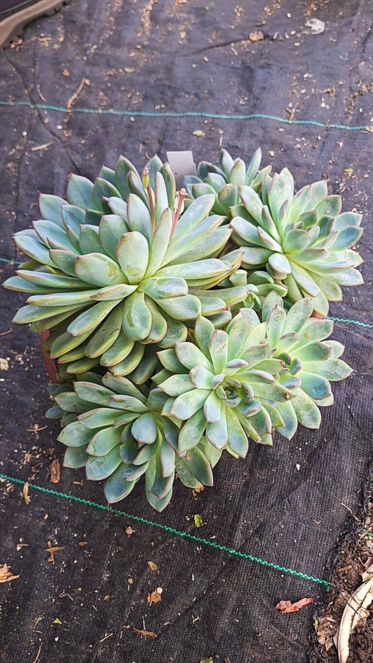 Echeveria Apus big size