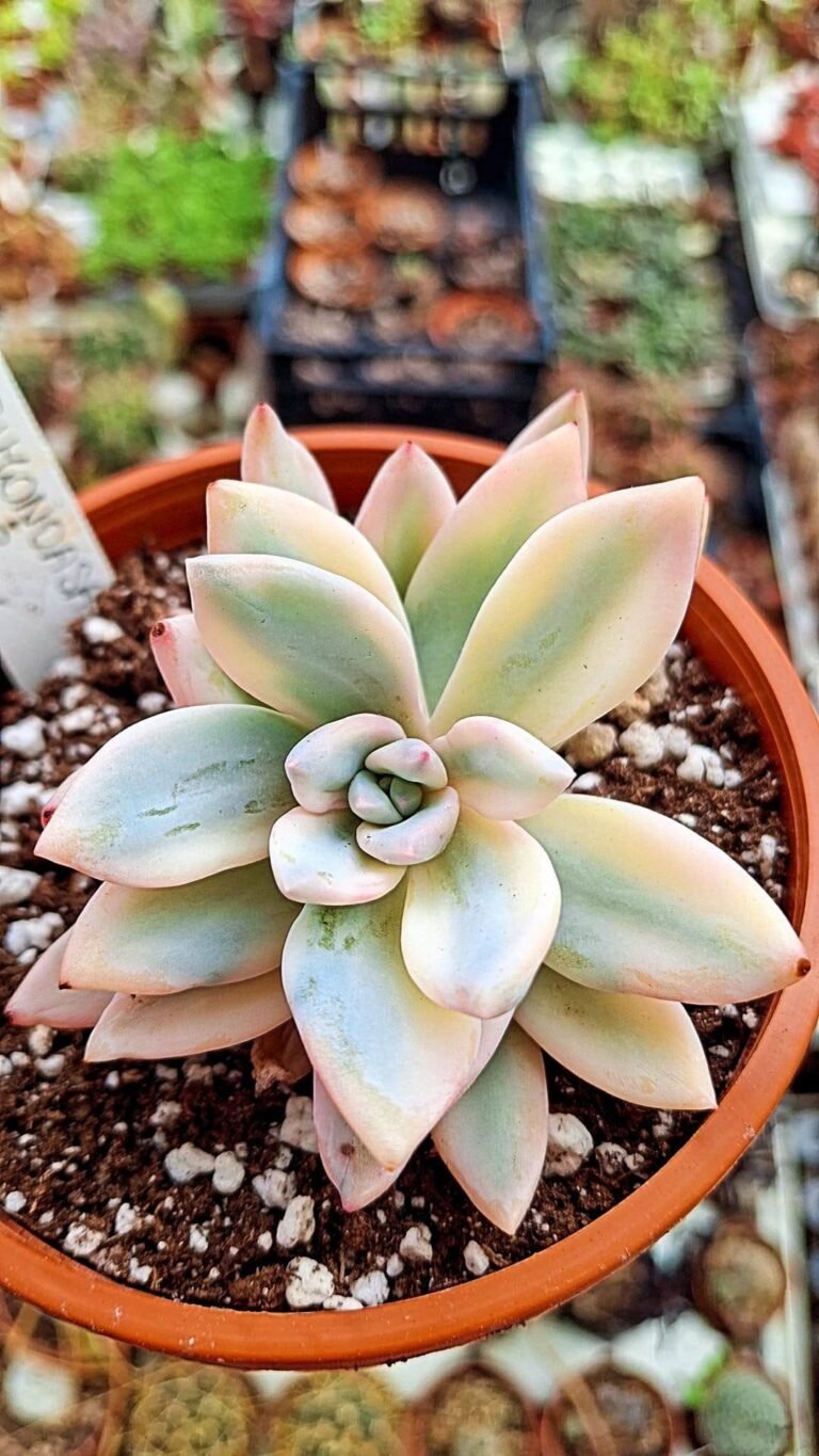 Pachyveria Simonoasa Korean