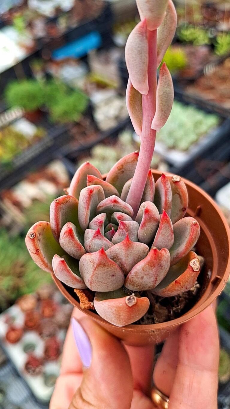 Echeveria sp