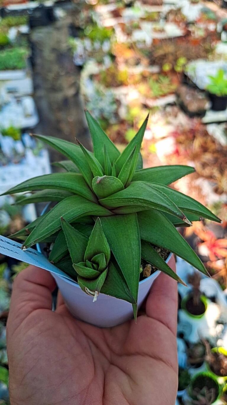 Siracactus-succulente-haworthia-mucronata-3.jpg