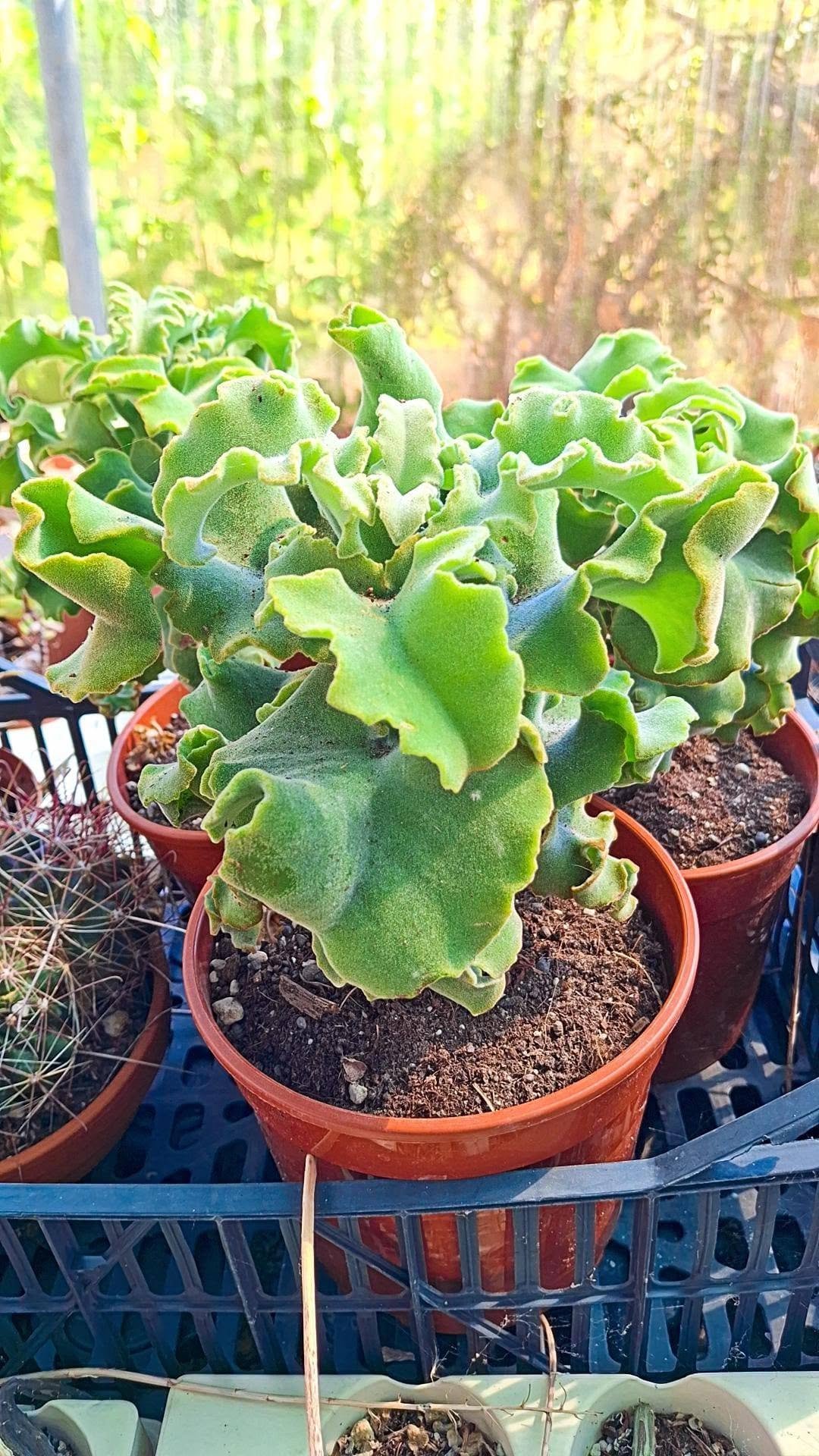 Kalanchoe Beharensis f. Mostruosa