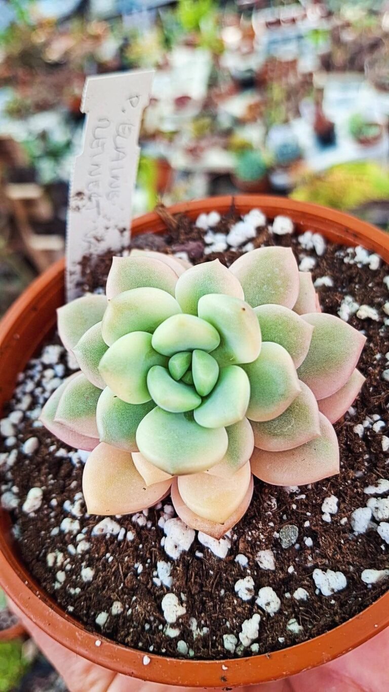 pachyveria elaine reinelt variegata korean