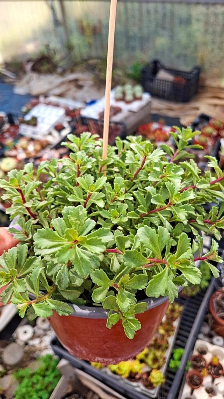 sedum kamtschaticum v floriferum