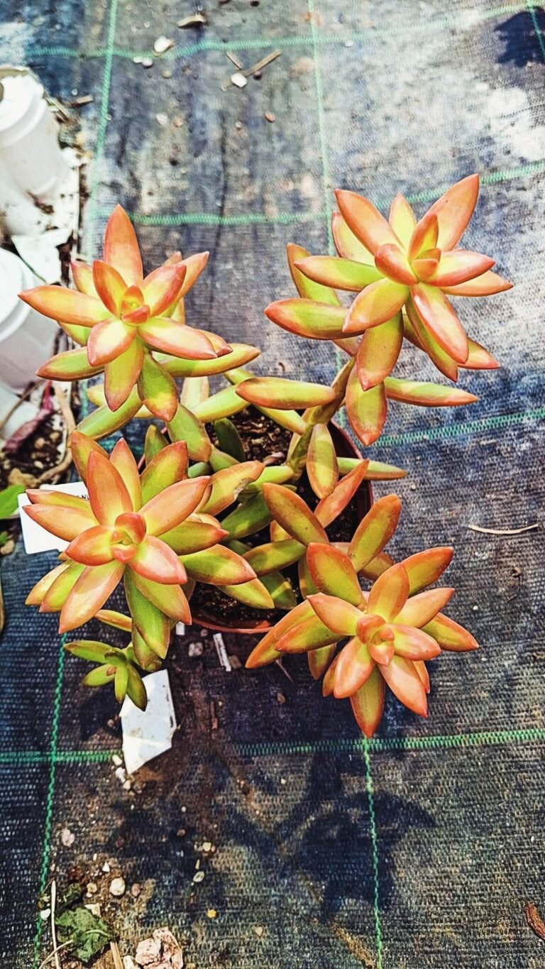 Sedum Nussbaumerianum