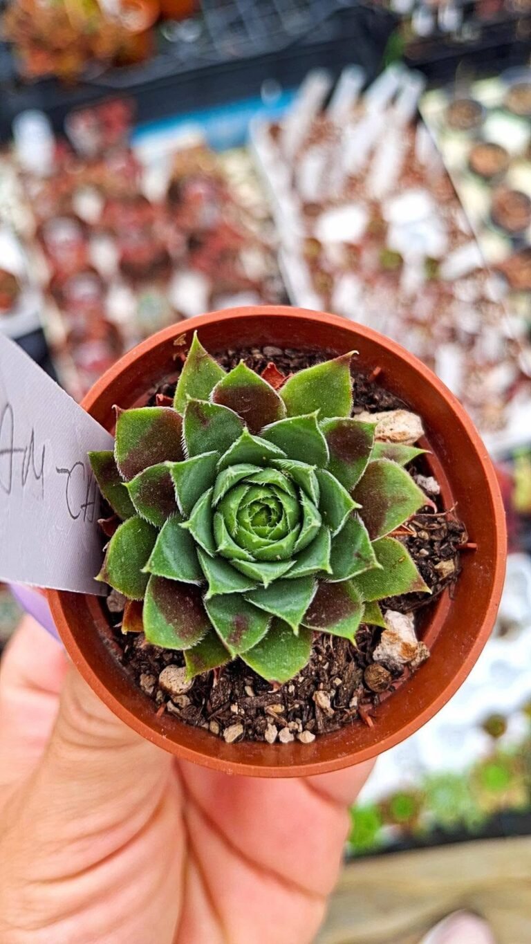 sempervivum dream catcher