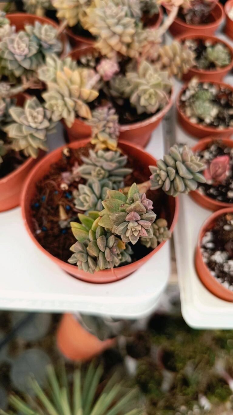 Siracactus-succulente-x-Sedeveria-Pink-Granite.jpg