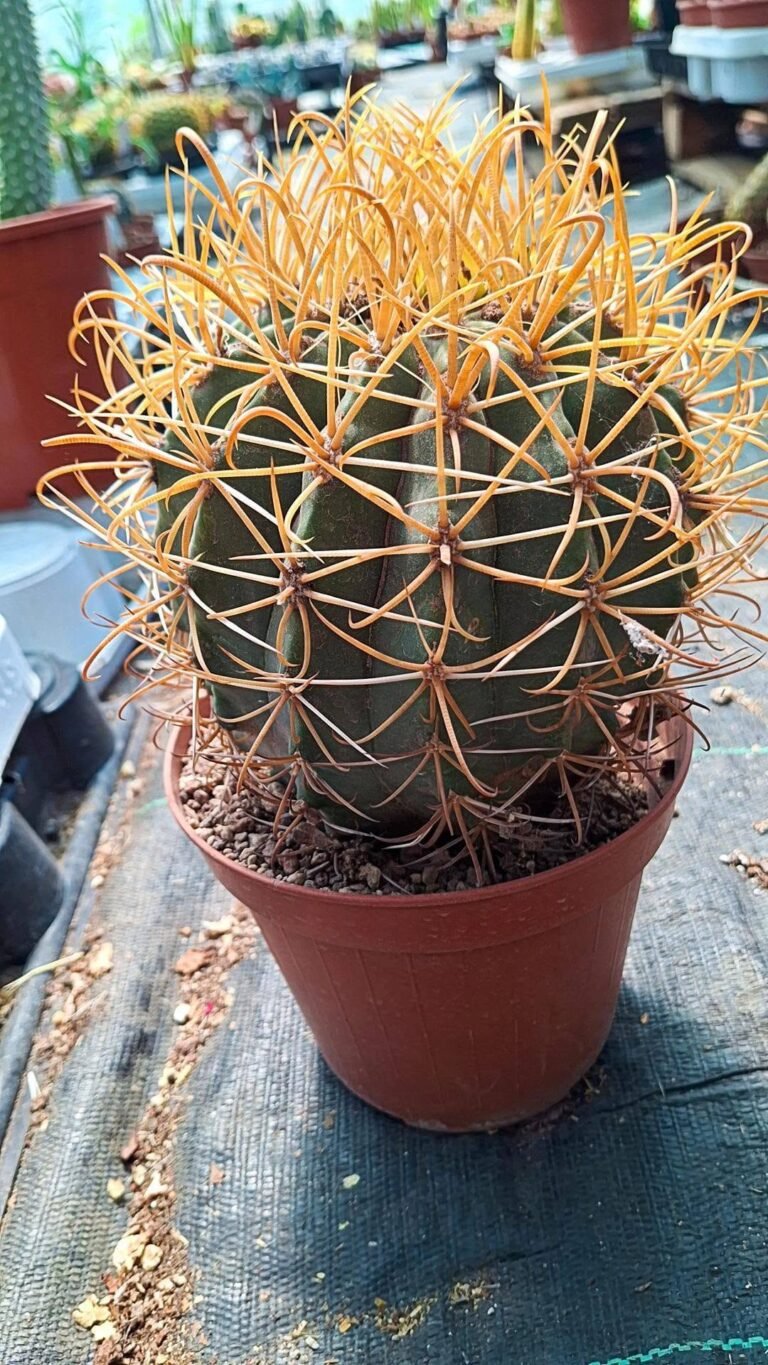 Ferocactus chrysacanthus big