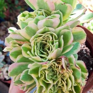 Aeonium Maybach Variegato crestato