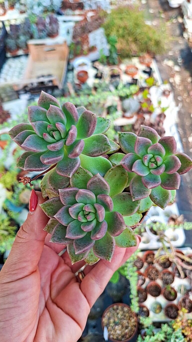Graptoveria Melody accestita