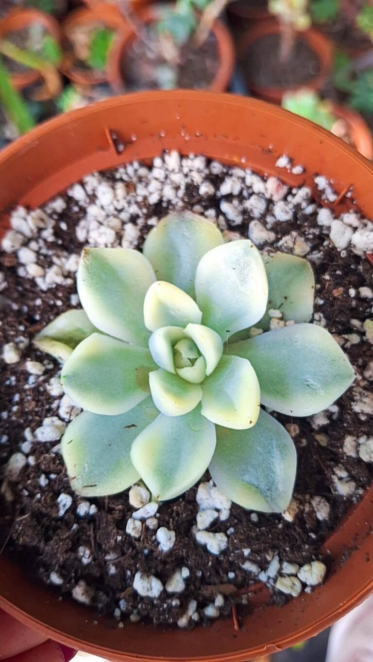 Echeveria xueyuan Variegata korean