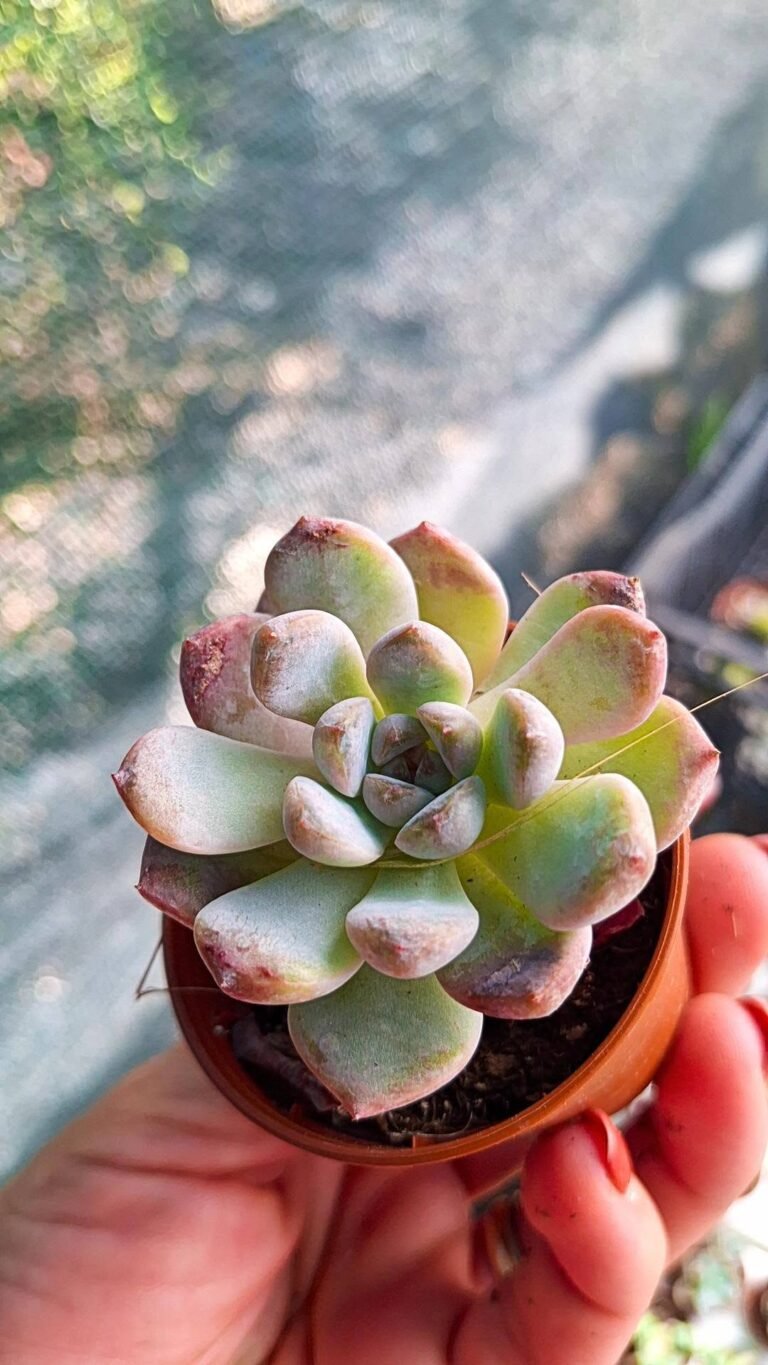 Graptoveria black raccoon