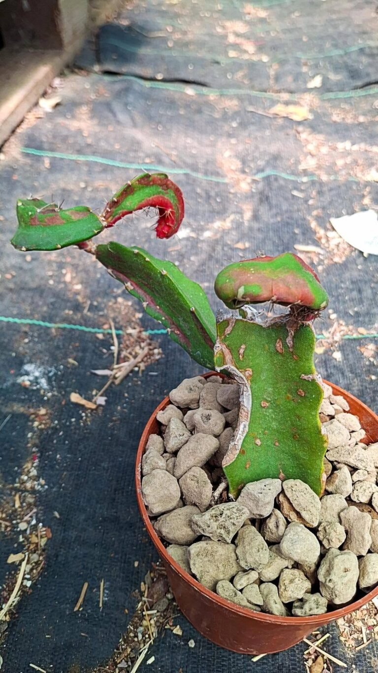 Hylocalycium cv. RAINBOW DRAGON (Chimera)