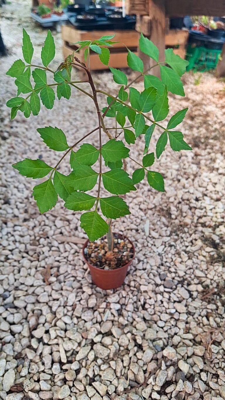 Commiphora dulcis