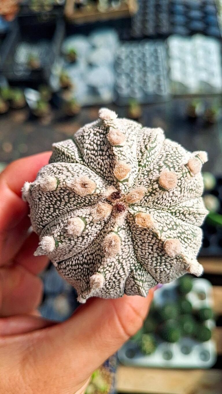 Astrophytum capricorne x superkabuto x ooibo infracosta