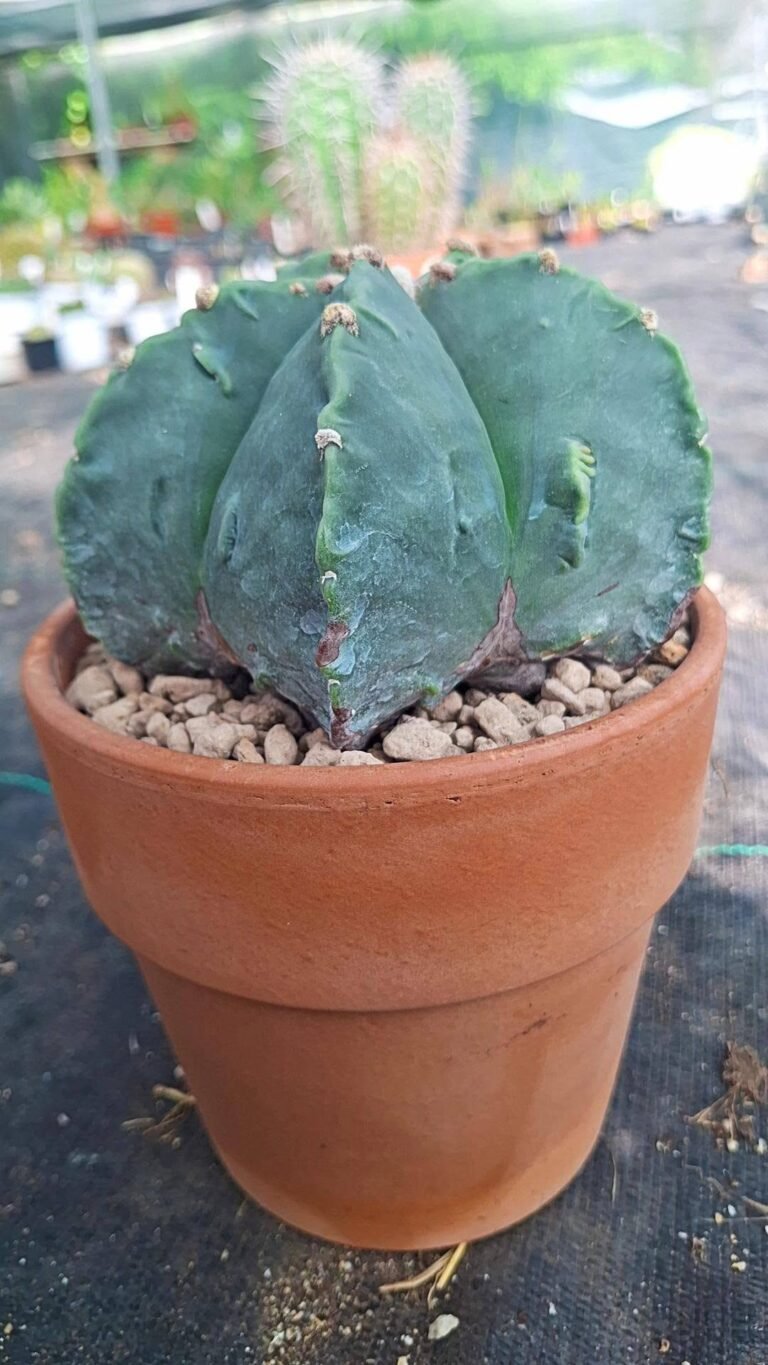 Astrophytum fukuryu pentacostatum nudum ( dovrebbe essere ibrido con kikko