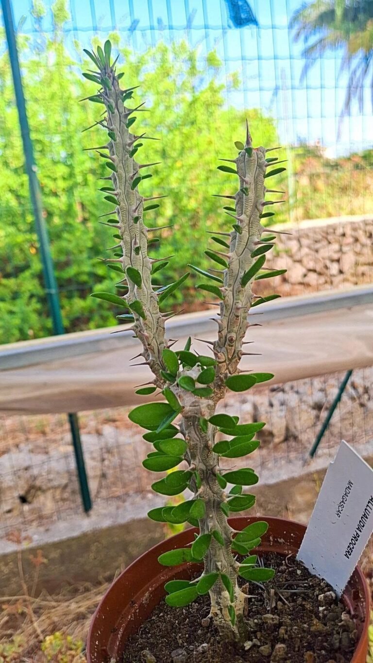 Alluaudia Procera