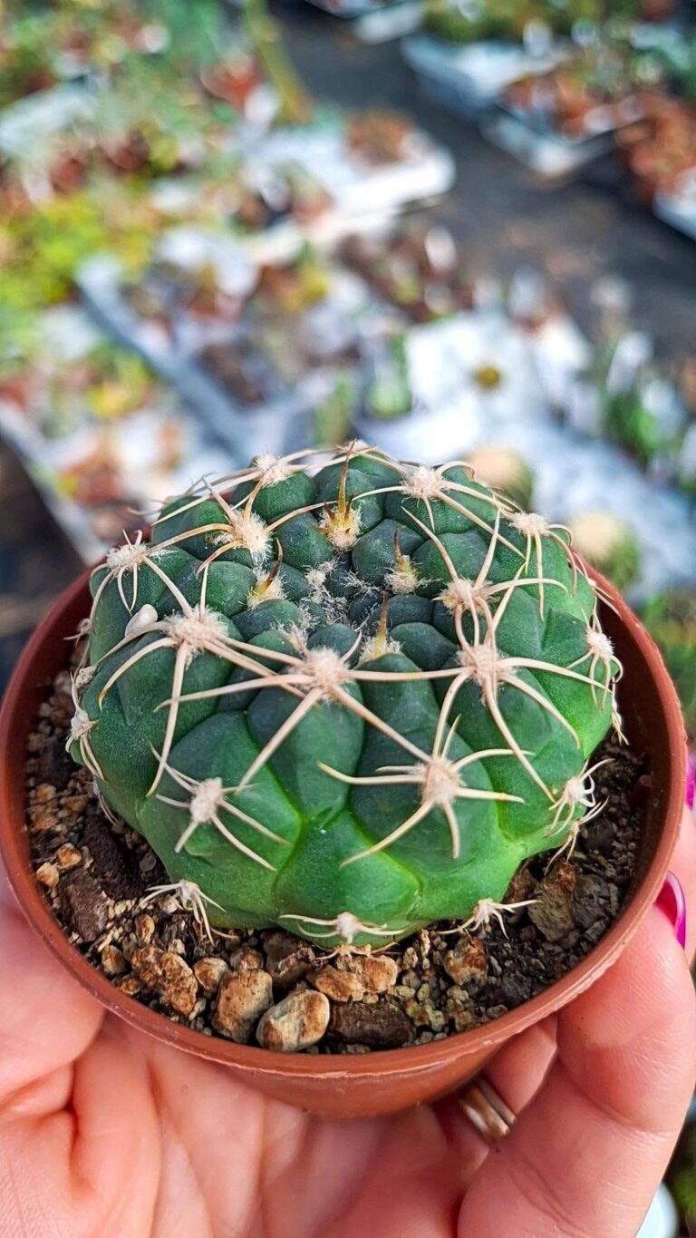 Gymnocalycium Calochlorum