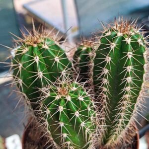 Pachycereus pecten-aboriginum