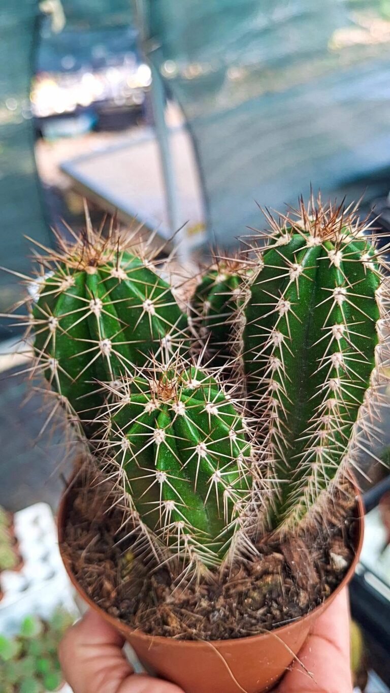 Pachycereus pecten-aboriginum