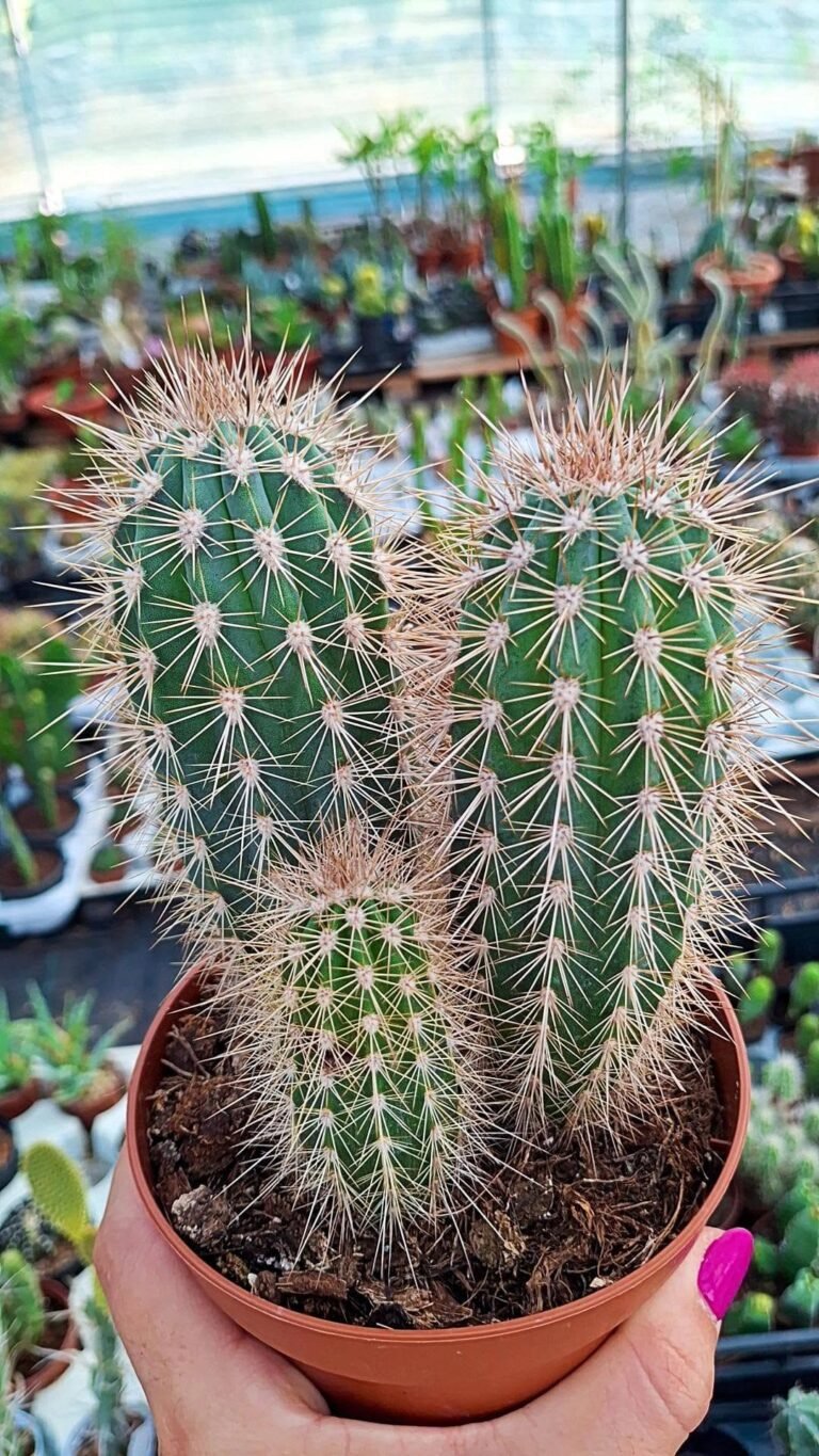 Pachycereus Pringlei