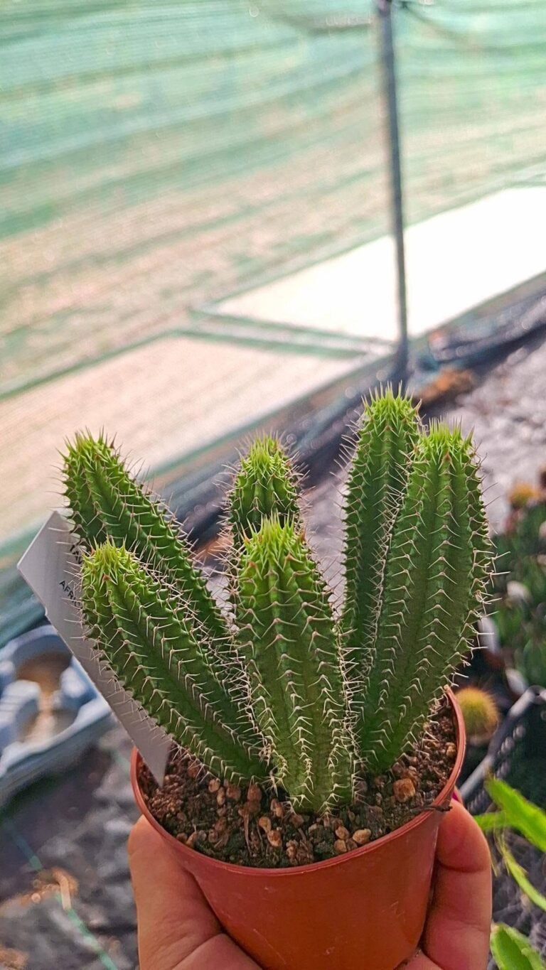 Tavaresia barklyi