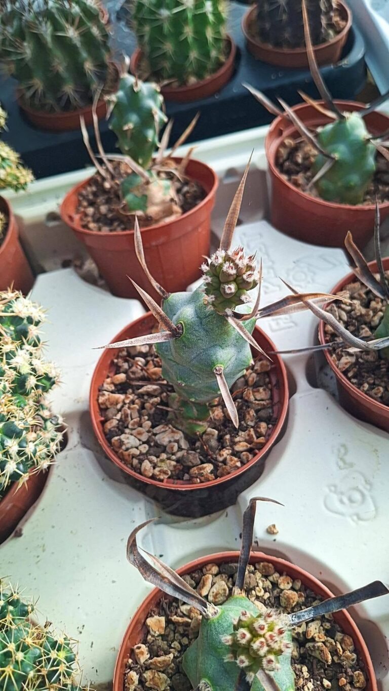 Tephrocactus articulatus papyracantha v black spines