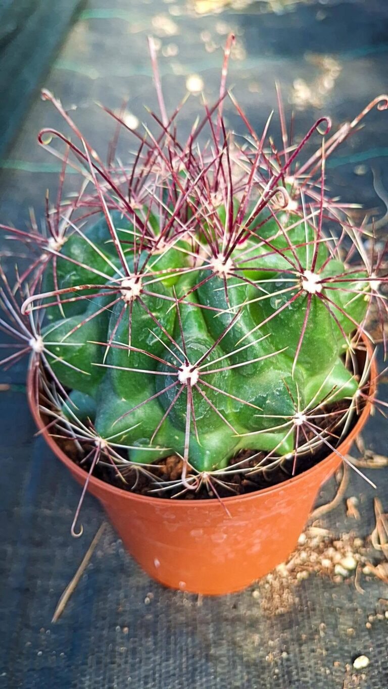 Hamatocactus Hamatacanthus