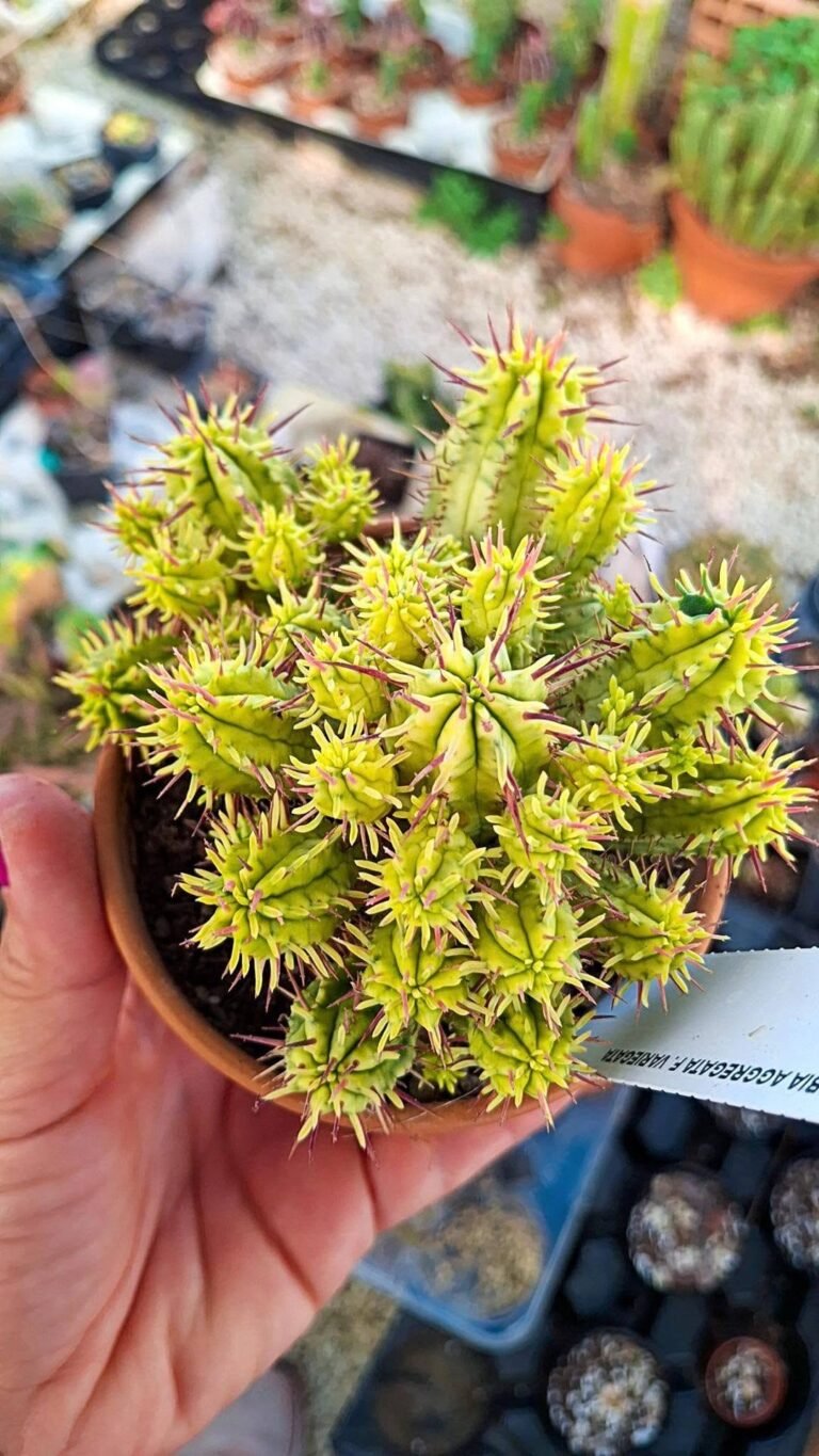 Euphorbia Aggregata Variegata