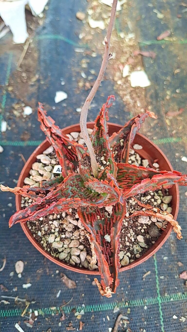 Aloe TCT Hybrid rossa