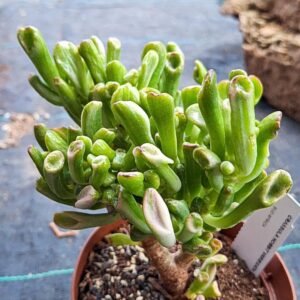 Crassula Hobbit Variegata