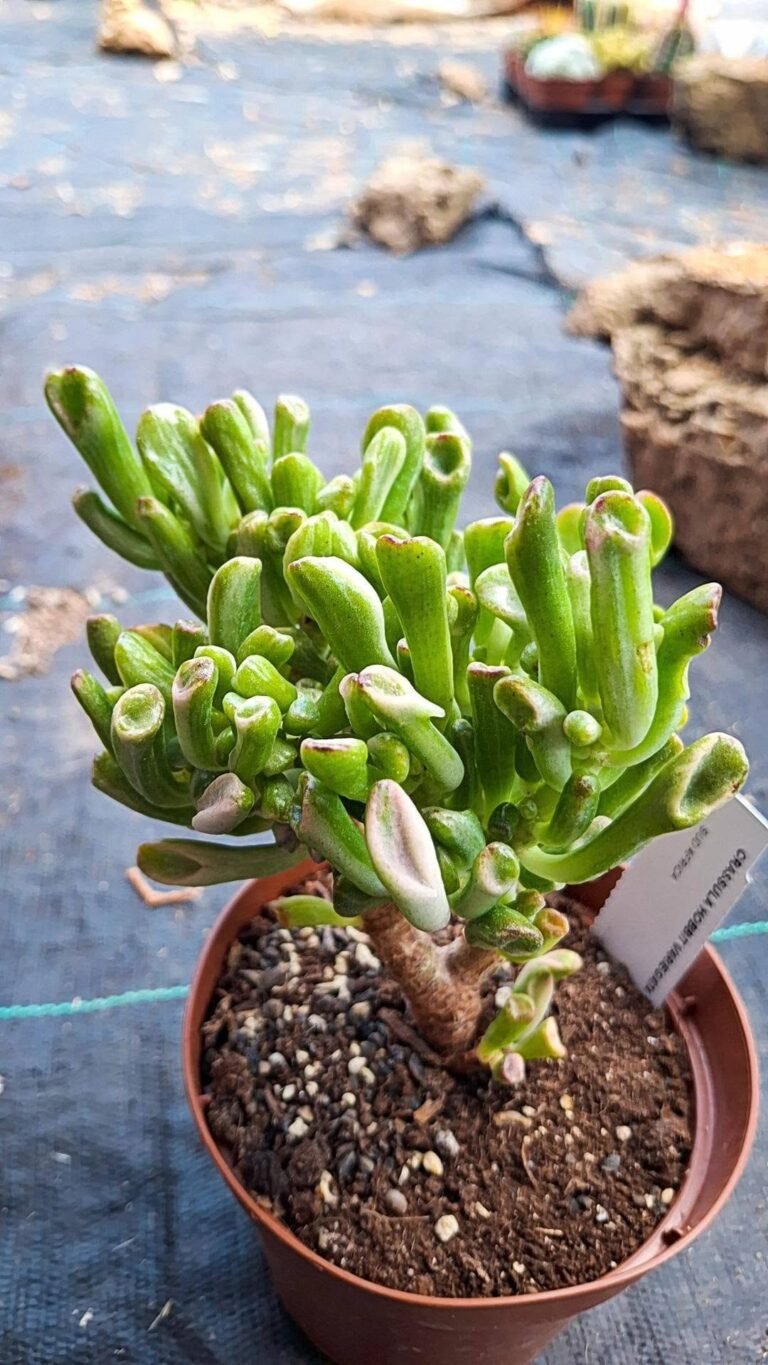 Crassula Hobbit Variegata
