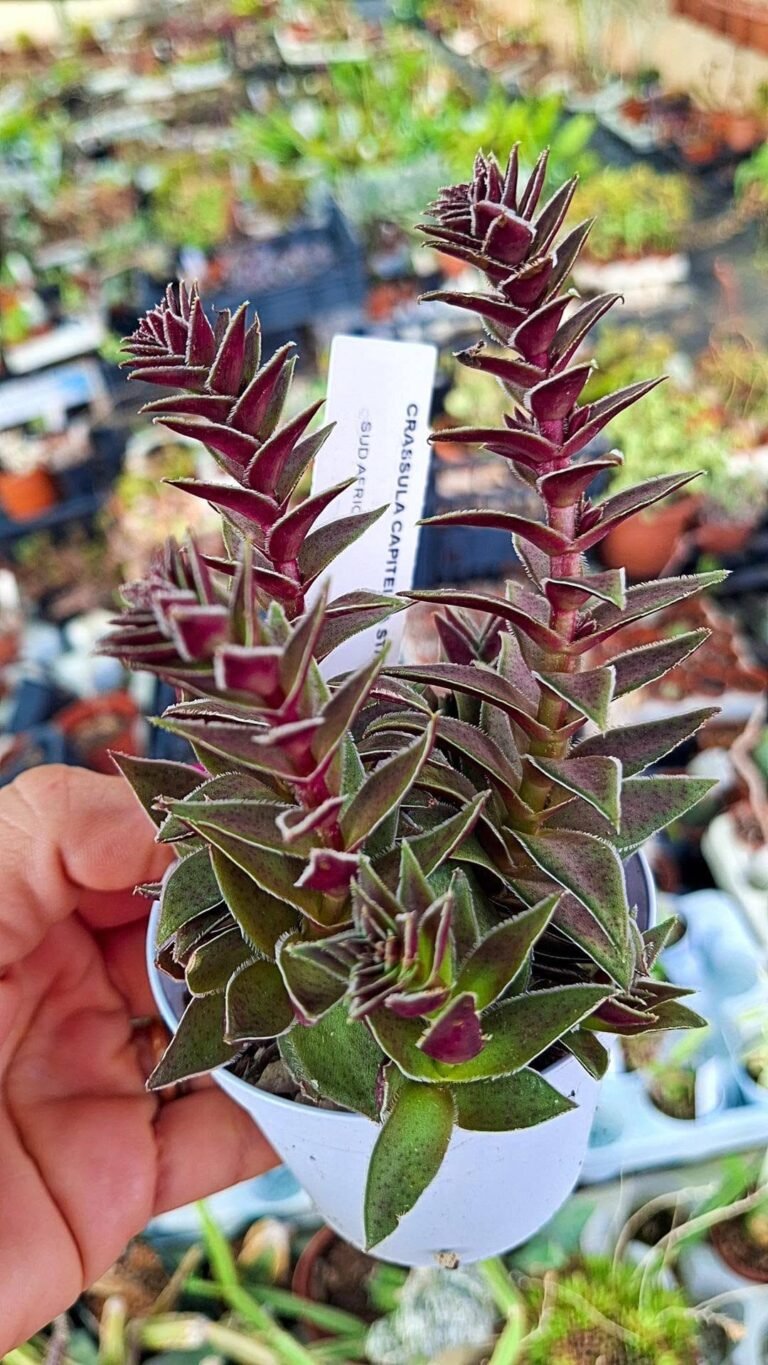 Crassula capitella star