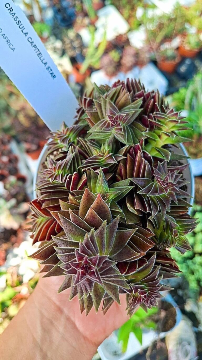 Crassula capitella star