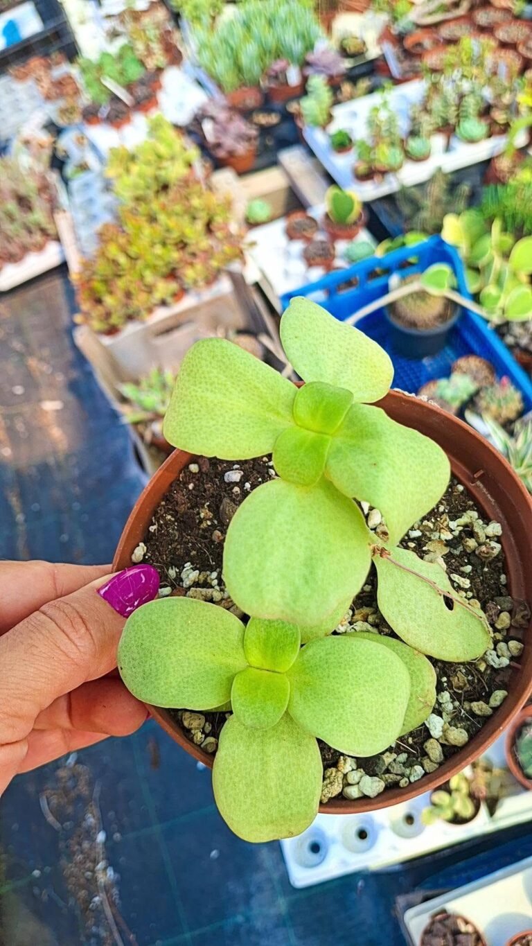 Crassula Multicava
